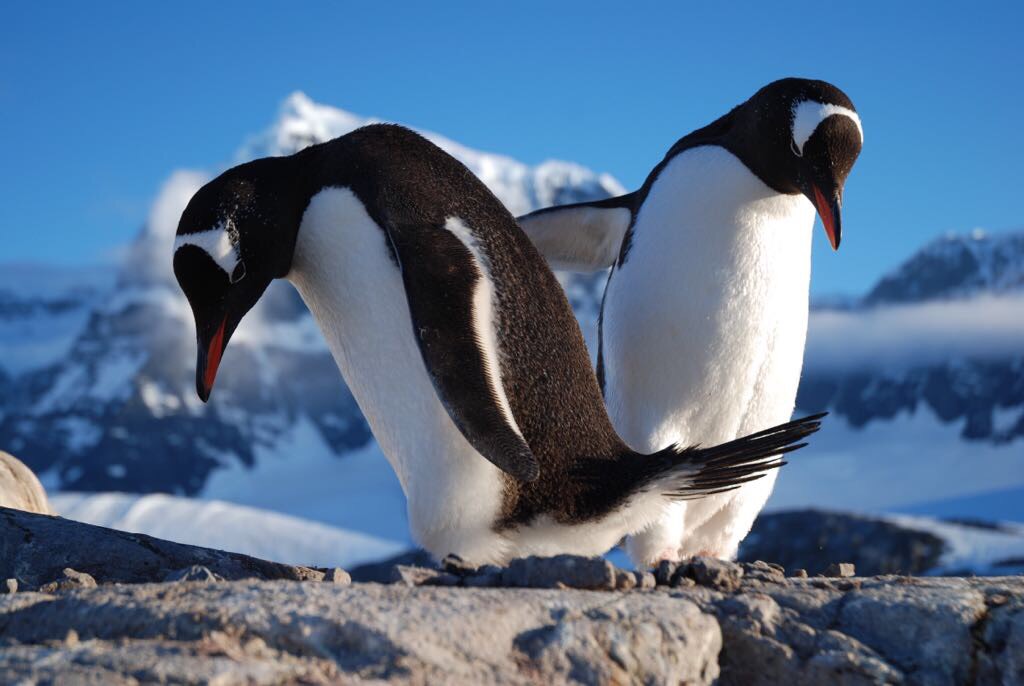 A Quest to find Penguins
